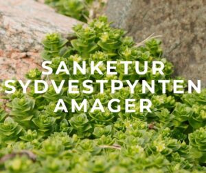 Sanketur på Amager. kom med og find planter, bær og urter!