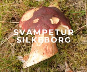 Svampetur i Silkeborg med spiselige vilde svampe