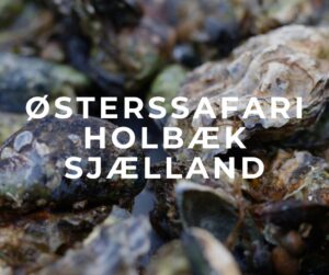 østerssafari - find østers med sanketure!