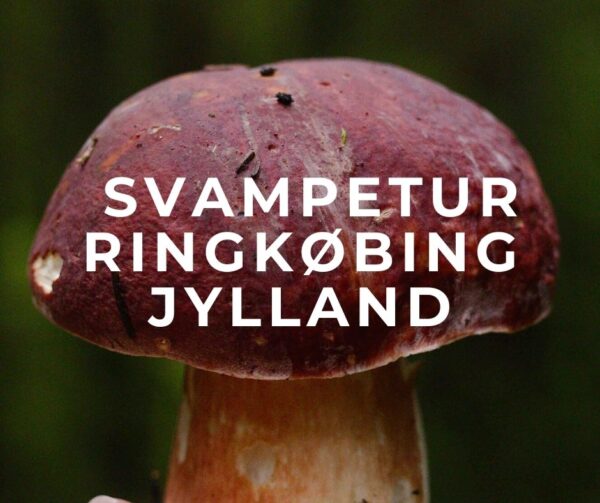Svampetur i Ringkøbing - find naturens vilde svampe