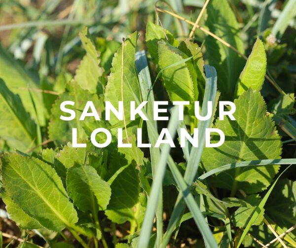 sanketur lolland bandholm sydsjælland