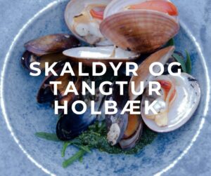 skaldyr tang i holbæk, sjælland