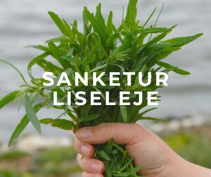 liseleje sanketur strand hegn skovbryn skov vild mad urter blomster