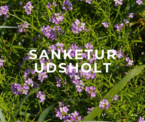 Sanketur Udsholt