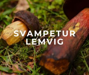 lemvig klosterheden svampetur svampe rørhat sanketur