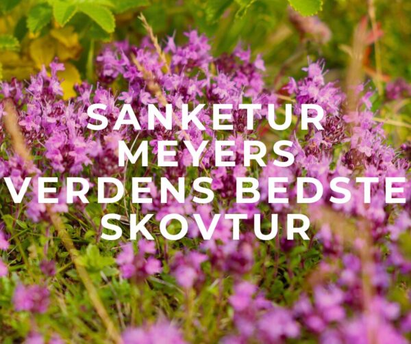 Sanketur hos Meyers "Verdens Bedste Skovtur" - Udsholt Strand