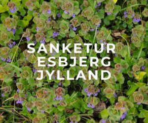 tekst skriver: sanketur esbjerg jylland baggrundsfoto er urten korsknap i blomst