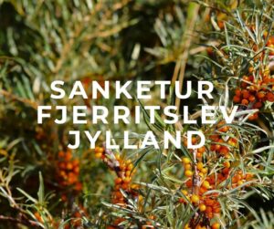 tekst læser: sanketur Fjerritslev Jylland. Foto i baggrund er havtorn, en vild, tornet busk med spiselige bær