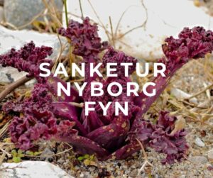 tekst læser: sanketur Nyborg Fyn billede i baggrund er vild urt Strandkål