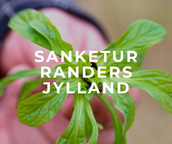 sanketur i jylland randers midtjylland