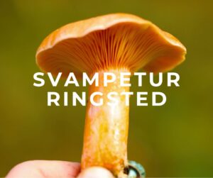 svampetur ringsted midtsjælland sjælland svampe svampejagt