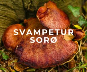 svampetur sorø suserup skov