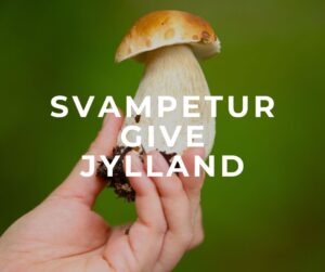 svamp karl johan hånd efterår skov forside svampetur give jylland karl johan