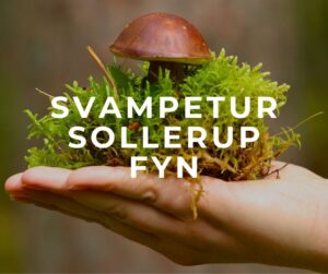 svampetur på fyn sollerup skov svampe svampejagt
