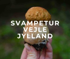 svampetur vejle jylland randbøl svampejagt