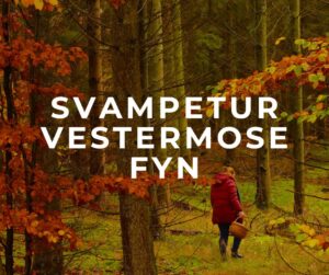 svampetur fyn middelfart vestermose skov svampe svampejagt