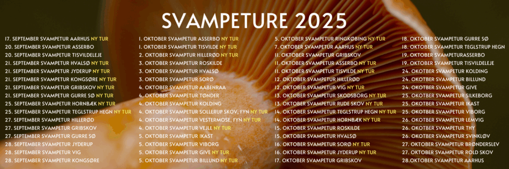 sanketures svampeture danmark sjælland jylland og fyn 2025
