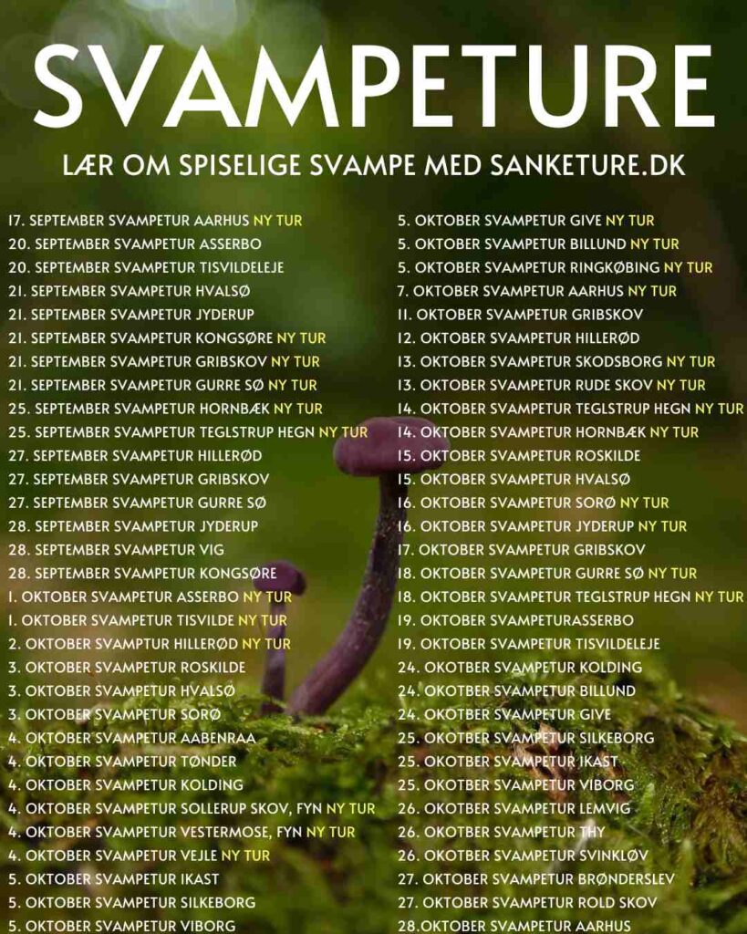 sanketure svampeture svampejagt svampe danmark sjælland fyn og jylland 2025