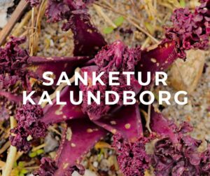 sanketur kalundborg sjælland vestsjælland odsherred strand vollerup