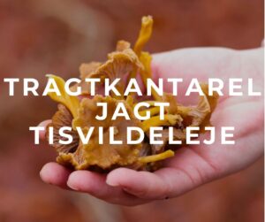 tragtkantareljagt tisvildeleje tisvilde