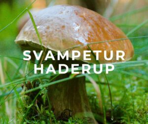 svampetur Haderup forside