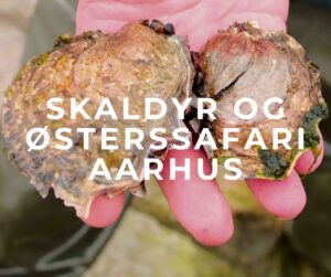 skaldyr og østerssafari aarhus forside