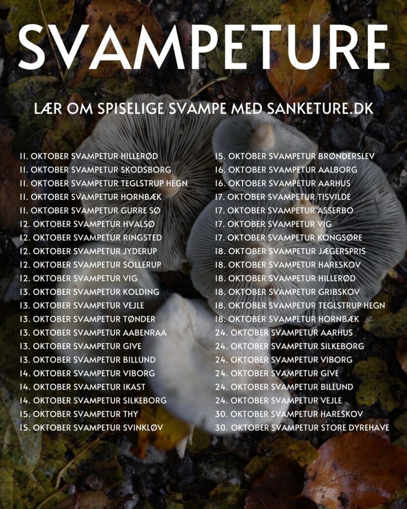 svampetur 2026 sjælland jylland fyn